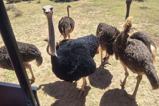 Small Group Cape Town Big 5 Safaris to Aquila Game Reserve - Who should book this Aquila Big Five safari