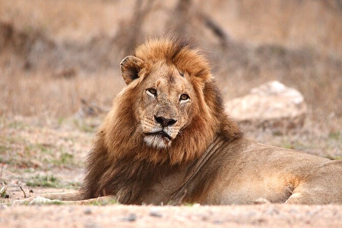 Small-Group Full-Day Safari Tour in Kruger National Park - Kruger at 5:00 am, why the timing is the whole deal