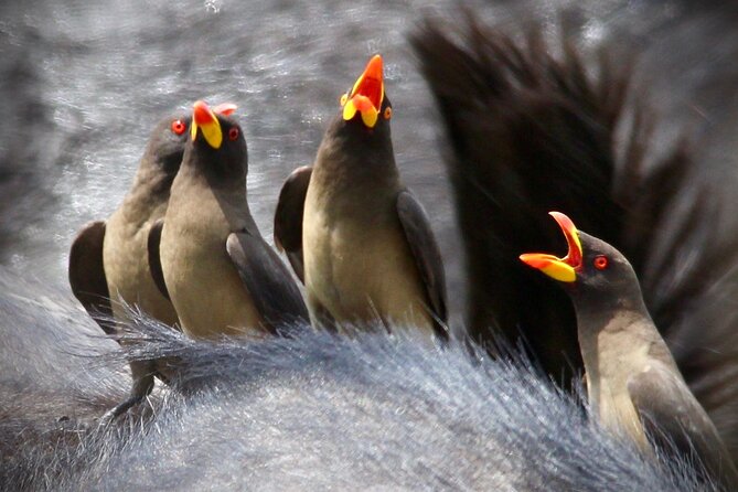 Small-Group Full-Day Safari Tour in Kruger National Park - Price and value: what you pay for at $108.62 per person