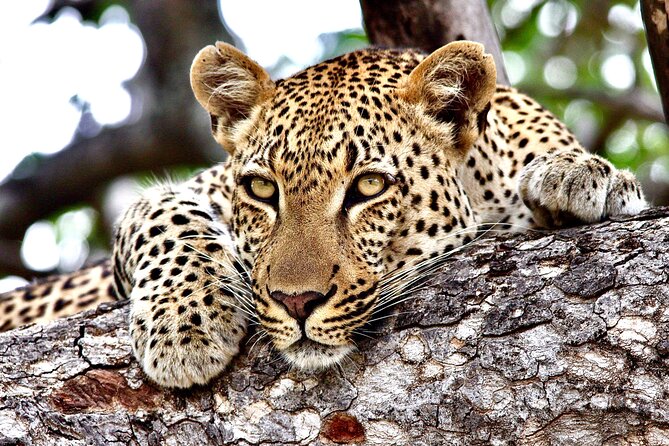 Small-Group Full-Day Safari Tour in Kruger National Park - Small group of up to 6, and the guide makes it click