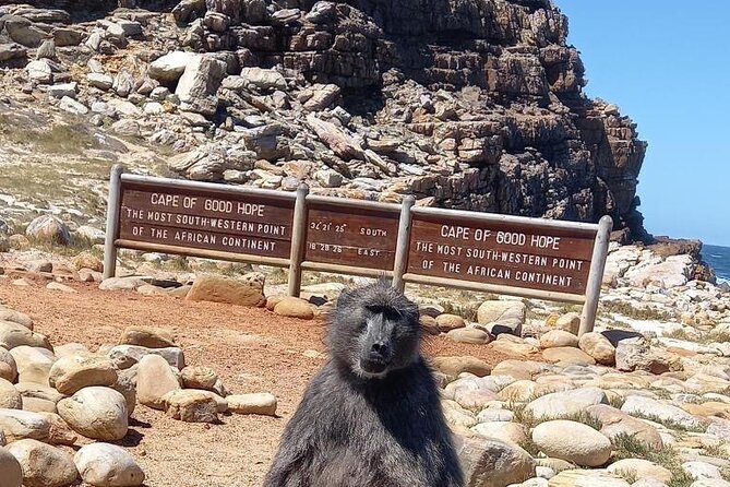Small Group Tour: Penguins, Cape Point and Cape of Good Hope - Key Highlights You Should Plan Around