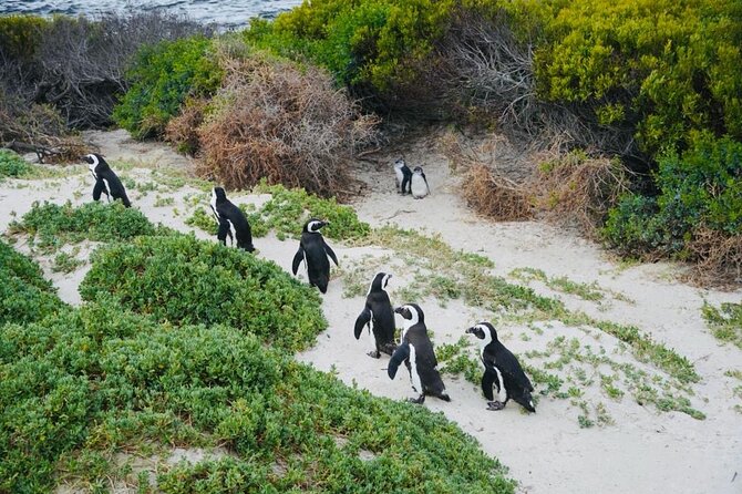 Small Group Tour: Penguins, Cape Point and Cape of Good Hope - Why This Cape Peninsula Mix Works So Well