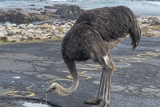 Small Group Tour: Penguins, Cape Point and Cape of Good Hope - Cape of Good Hope: The Name Board, the Monuments, and the Cliff-Air Feel