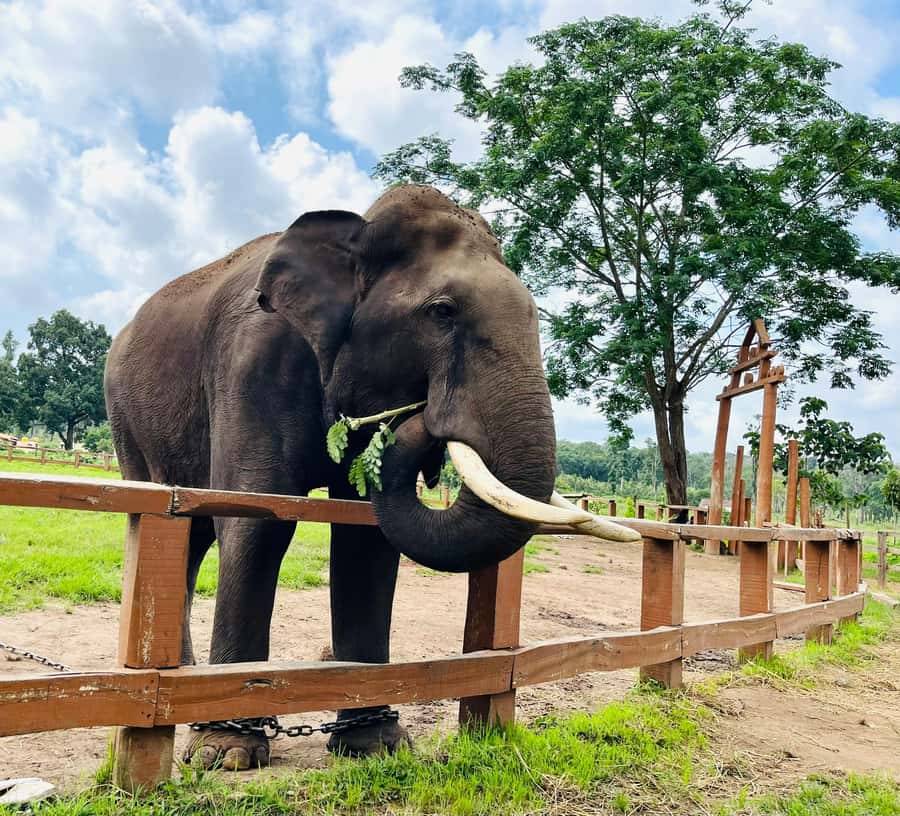 South Africa from Joburg: Elephant Sanctuary Half Day Tour - Key highlights to expect in this half-day sanctuary visit