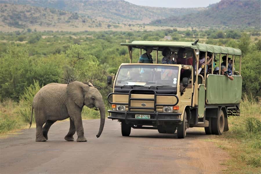 South Africa from Joburg: Elephant Sanctuary Half Day Tour - From Joburg to Hartbeespoort: the ride matters more than you think