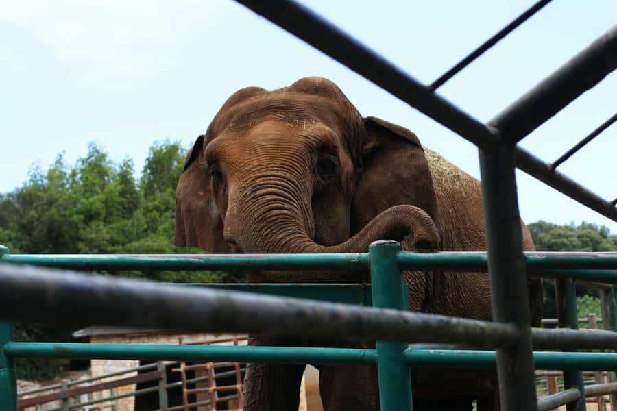 South Africa from Joburg: Elephant Sanctuary Half Day Tour - Feeding time and gentle contact: close, controlled, and unforgettable