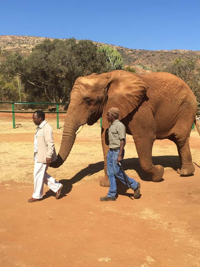 South Africa from Joburg: Elephant Sanctuary Half Day Tour - Watching them swim on hot or rainy days