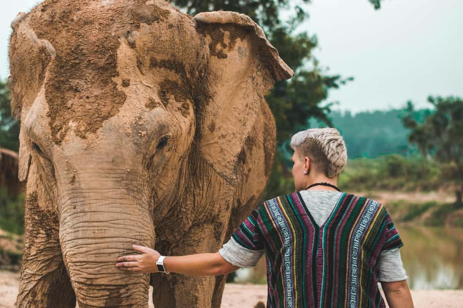 South Africa from Joburg: Elephant Sanctuary Half Day Tour - First steps inside: what you’re really paying for