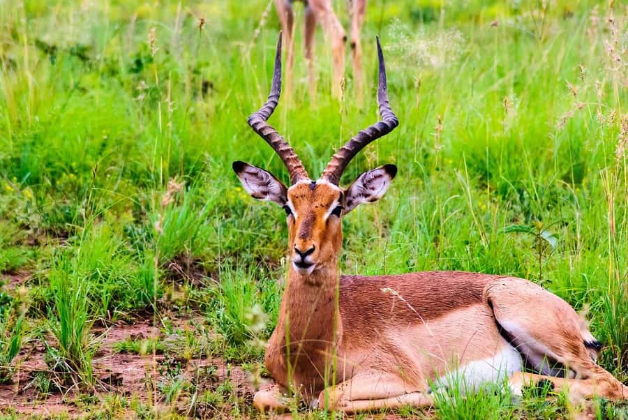 South Africa Joburg: Pilanesberg National Park Day Tour - Key things I’d circle on your booking