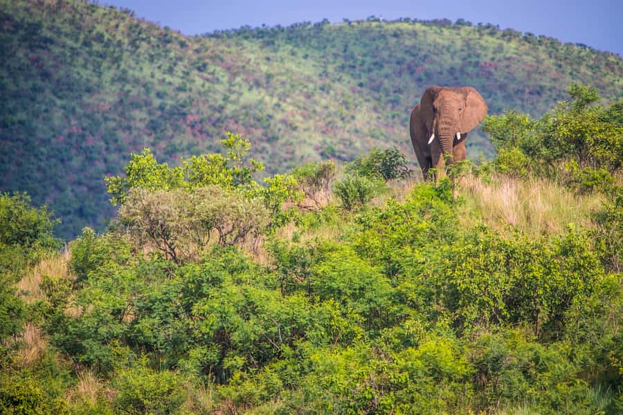 South Africa Joburg: Pilanesberg National Park Day Tour - First, know what Pilanesberg actually is