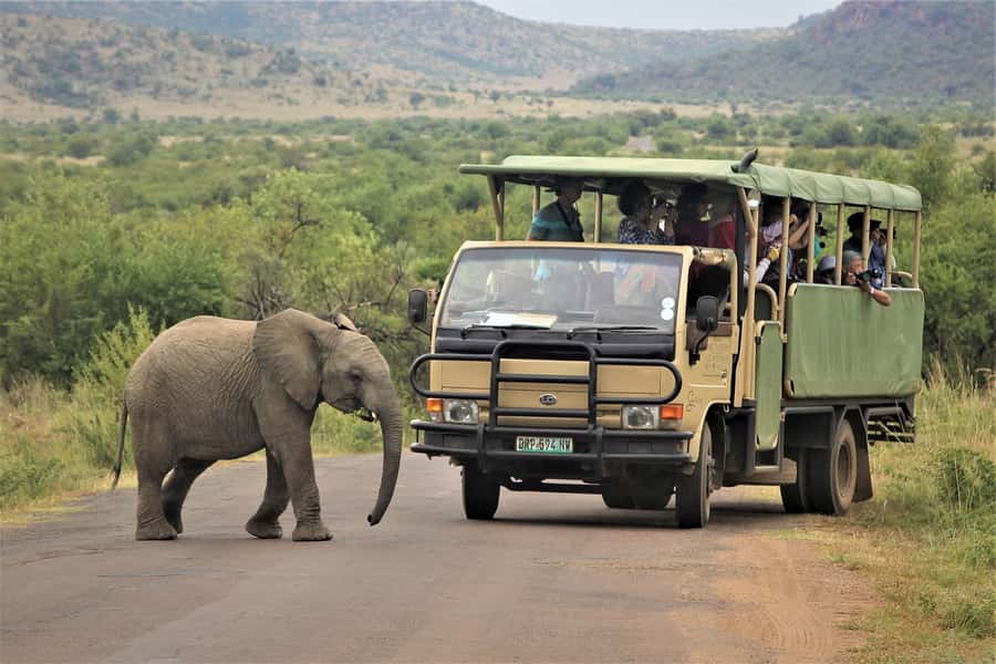 South Africa Joburg: Pilanesberg National Park Day Tour - Morning game drive: guided spotting plus animal facts