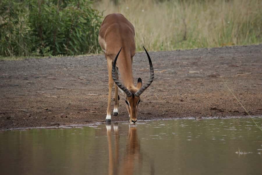 South Africa Joburg: Pilanesberg National Park Day Tour - Photo stop, free time, and shopping: plan for it
