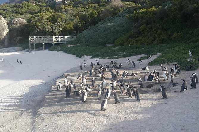 South Africa's Cape Peninsula Tour - Camps Bay, Clifton, Sea Point, and Maiden’s Cove: the view-heavy warm-up