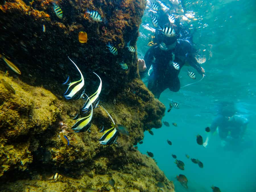 St. Lucia: Cape Vidal Snorkeling Adventure - Getting There From St Lucia: The Self-Drive Reality