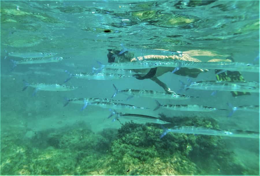 St. Lucia: Cape Vidal Snorkeling Adventure - The Underwater Plan: 1 to 1.5 Hours Following the Instructor