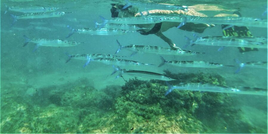 St. Lucia: Cape Vidal Snorkeling Adventure - Exploring the Shipwreck Believed to Be Gold-Sinking History
