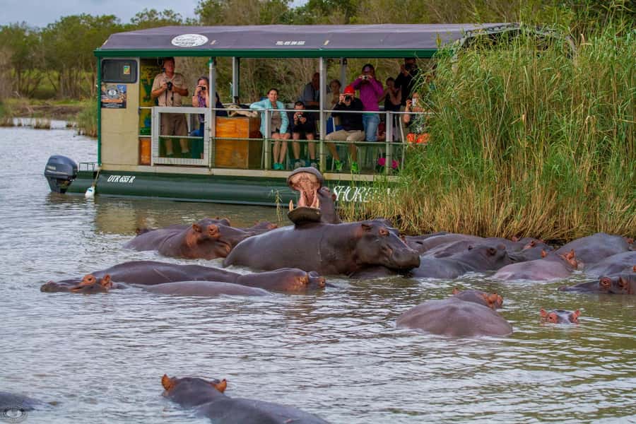 St Lucia: Hippo and Crocodile Cruise on a 15-Seat Vessel - Hippo sightings: why the close views work