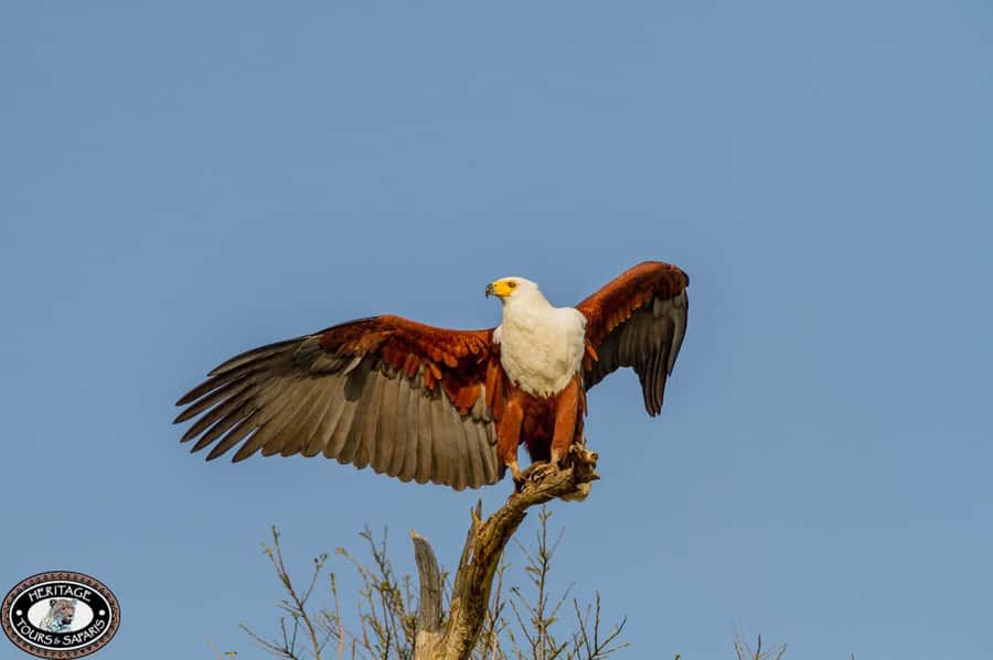 St Lucia: Hippo and Crocodile Cruise on a 15-Seat Vessel - Birdlife on the St Lucia Estuary: the surprise second show