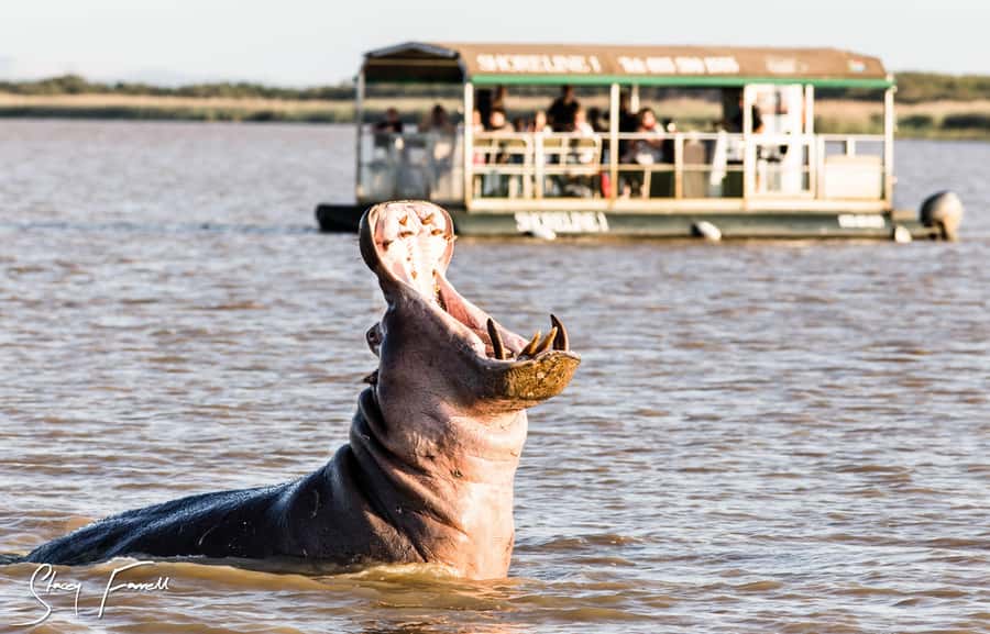 St Lucia: Hippo and Crocodile Cruise on a 15-Seat Vessel - The two-hour “best of St Lucia” hippo cruising plan