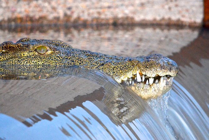 St Lucia Isimangaliso Boat Safari Day Tour from Durban - St Lucia in a day: what makes this tour worth your time