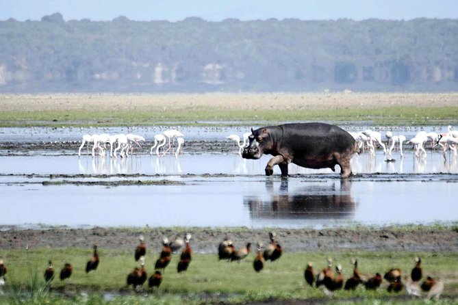 St Lucia Isimangaliso Boat Safari Day Tour from Durban - The 2-hour guided estuary boat safari: where hippos and crocs show up