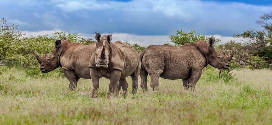 St Lucia: iSimangaliso Wetland Park: Full-Day/Half-Day Tour - St Lucia pickup at 8:00 and the rhythm of the safari day