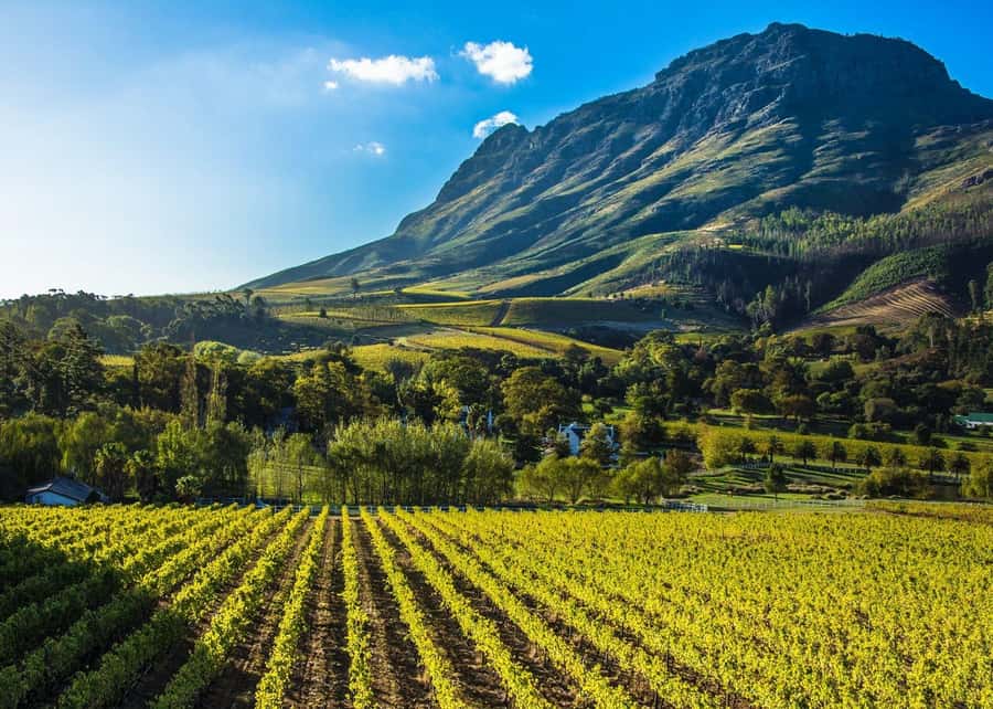 Stellenbosch: All-inclusive Private Wine Tour & Tastings - Pickup at 09:30 in Stellenbosch Square, then the day takes shape