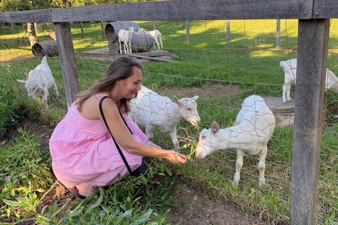 Stellenbosch, Franschhoek and Paarl: Full Day Wine Tour - Stellenbosch wine stop: French-style wines with a South African vibe