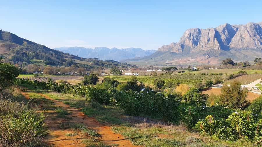 Stellenbosch: Guided Vineyard Hike and Wine Tasting - Key things to know before you go
