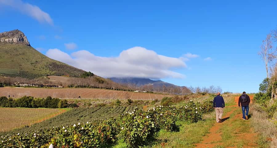 Stellenbosch: Guided Vineyard Hike and Wine Tasting - Banhoek Valley vineyards, mapped in one half-day