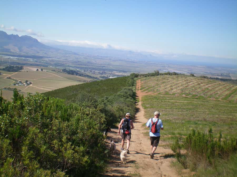 Stellenbosch: Guided Vineyard Hike and Wine Tasting - The vineyard hike: what your guide will point out