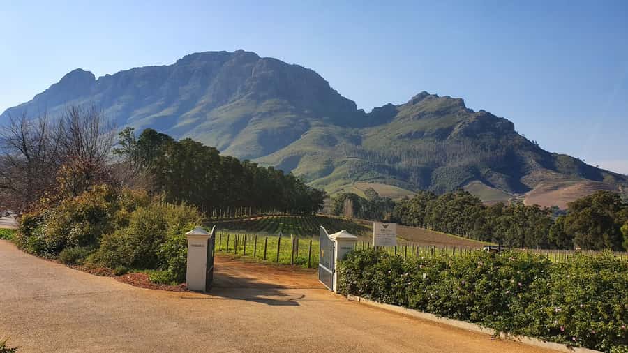 Stellenbosch: Guided Vineyard Hike and Wine Tasting - Pickup in Stellenbosch, then straight onto the vines