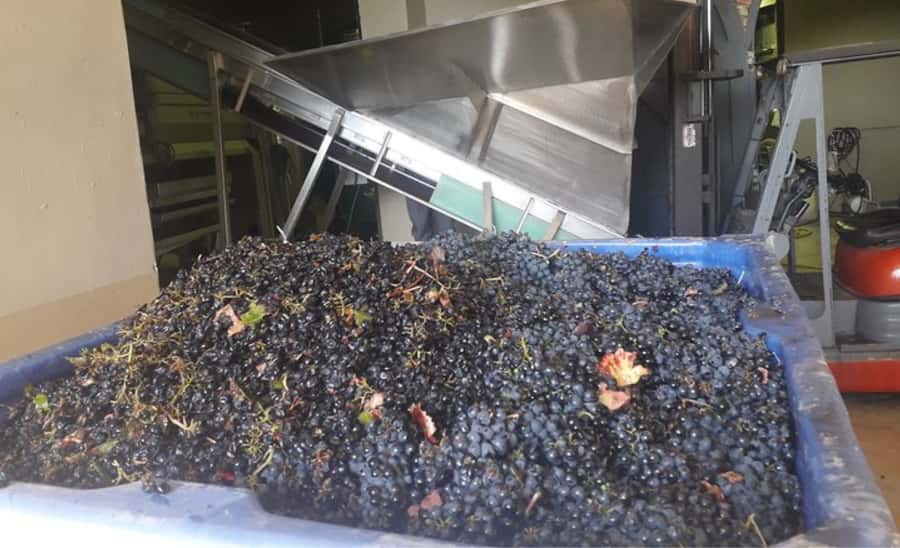 Stellenbosch: Half-Day Wine Tour - The Optional Tanzanite and Diamond Tour If You Want One More Sparkle