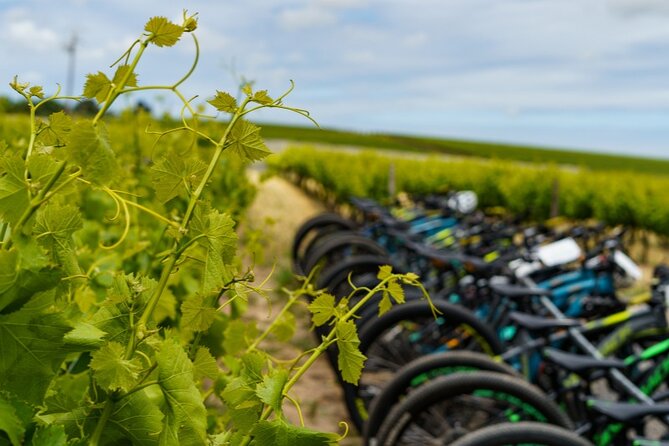 Stellenbosch Half Day Winelands Mountain Bike Tour - Key highlights worth planning for