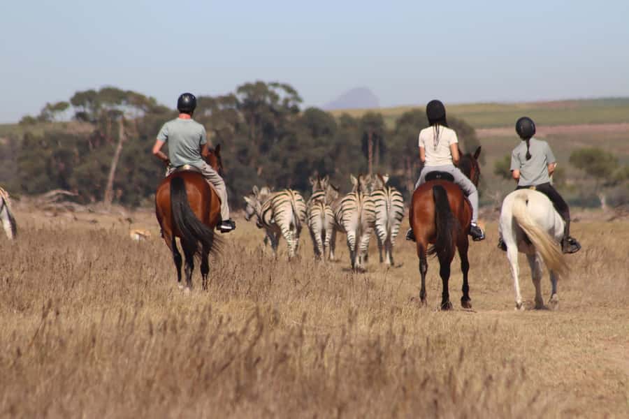Stellenbosch: Horse Riding Wildlife Safari - Key highlights worth knowing