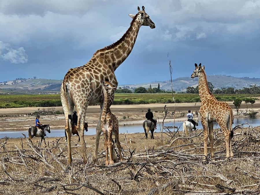 Stellenbosch: Horse Riding Wildlife Safari - The 90-minute walking safari: what you will be looking for