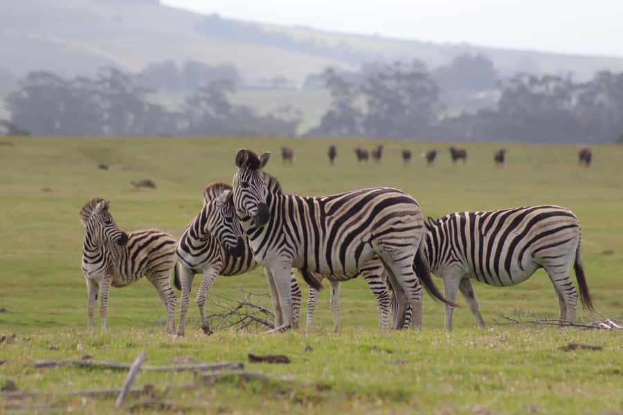 Stellenbosch: Horse Riding Wildlife Safari - Why the slower pace is the point (not a compromise)