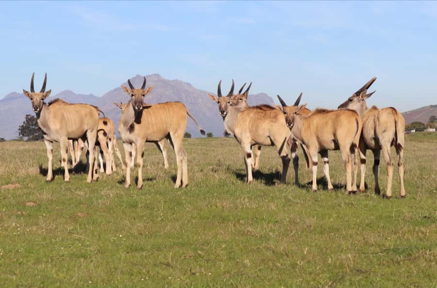 Stellenbosch: Horse Riding Wildlife Safari - Horses, safety, and the 75kg rule that you cannot ignore