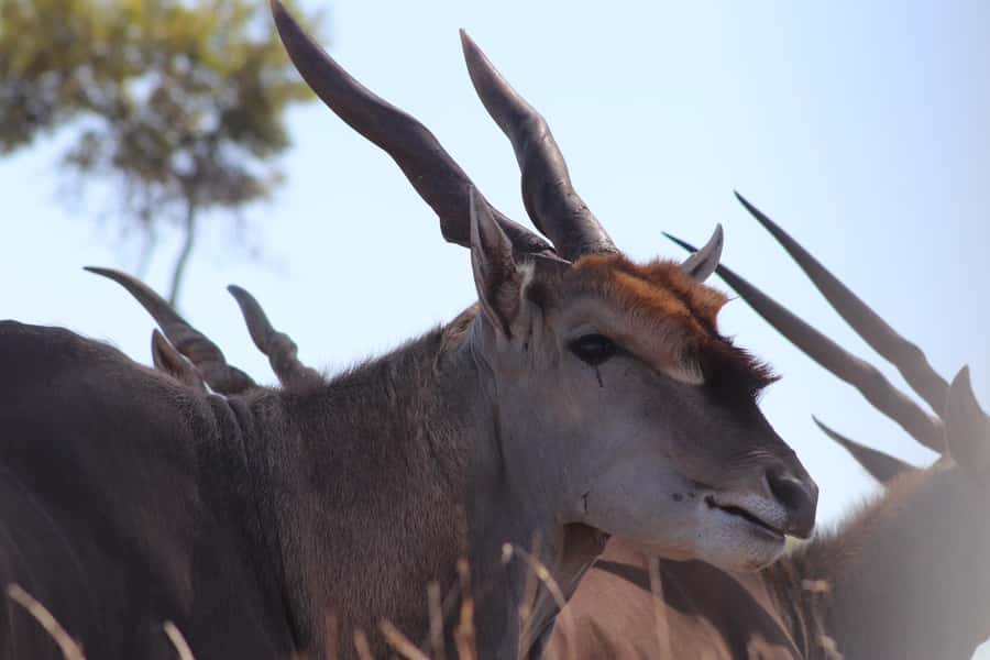 Stellenbosch: Horse Riding Wildlife Safari - Price and value: is $98 per person fair?