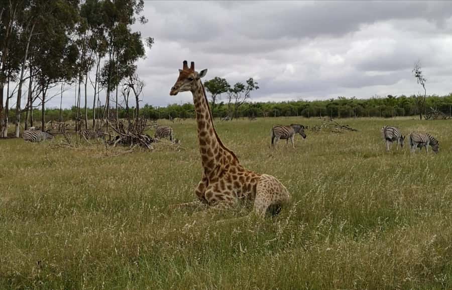 Stellenbosch: Horse Riding Wildlife Safari - Pro tips to get the most out of your ride