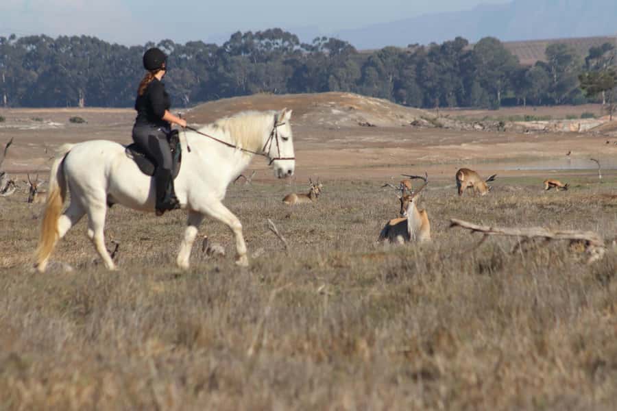 Stellenbosch: Horse Riding Wildlife Safari - Getting started at Pete’s, helmets on, mind focused