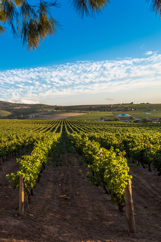 Stellenbosch North Guided Wine Safari (Tastings Excluded) - Stop 3: Glenelly Wines for final views and a finish in Stellenbosch North