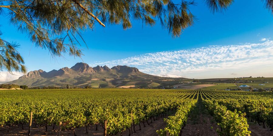 Stellenbosch North Guided Wine Safari (Tastings Excluded) - Price and what you actually get for $42