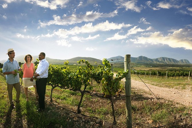 Stellenbosch, Paarl & Franschhoek Private Full Day Wine Tour - Fairview Wine and Cheese, Ending with Pairings Not Just Sips