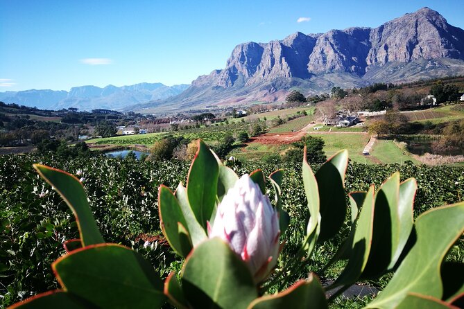 Stellenbosch Private E-Bike & Wine Tour - How the e-bike changes your pacing and your options