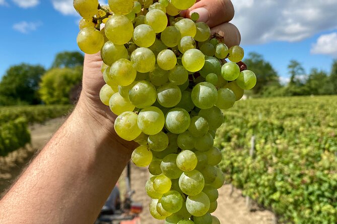 Stellenbosch Small Group Wine Tasting Tour From Cape Town - Spier Wine Farm: heritage roots plus art and farm-to-table food