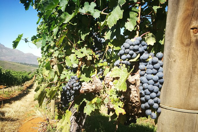 Stellenbosch Vineyard Walk & Wine Tasting - First stop: Zorgvliet Wine Estate and its manor-house views