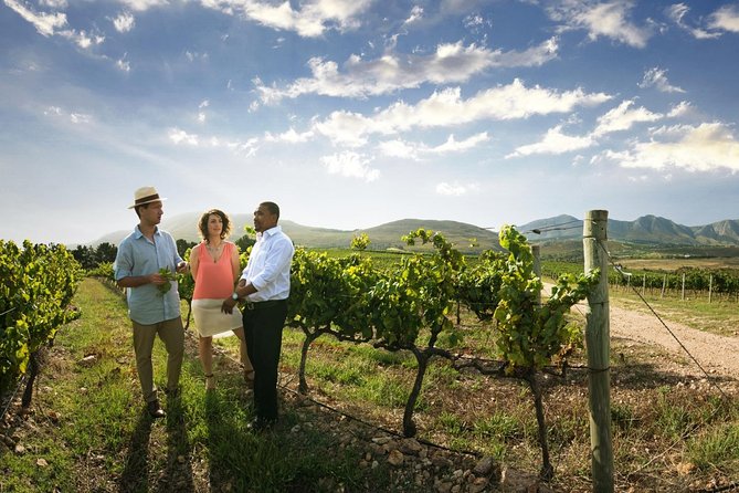 Stellenbosch Wine Tour half day from Cape Town - Why a half-day Stellenbosch tour makes sense from Cape Town