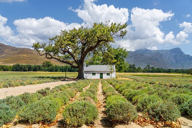 Stellenbosch Winelands Experience - Thelema or Keermont: Helderberg foothills and a strong first tasting