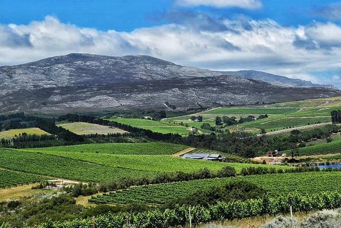 Stellenbosch Winelands Experience - Food, cheese, and timing: how the tastings are paced